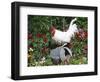 White Dorking Domestic Chicken Rooster / Cock Male, in Garden, USA-Lynn M. Stone-Framed Premium Photographic Print