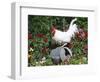White Dorking Domestic Chicken Rooster / Cock Male, in Garden, USA-Lynn M. Stone-Framed Premium Photographic Print