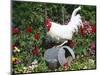 White Dorking Domestic Chicken Rooster / Cock Male, in Garden, USA-Lynn M. Stone-Mounted Premium Photographic Print