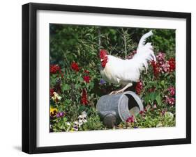 White Dorking Domestic Chicken Rooster / Cock Male, in Garden, USA-Lynn M. Stone-Framed Premium Photographic Print