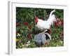 White Dorking Domestic Chicken Rooster / Cock Male, in Garden, USA-Lynn M. Stone-Framed Photographic Print