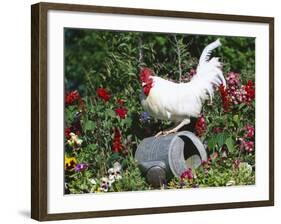 White Dorking Domestic Chicken Rooster / Cock Male, in Garden, USA-Lynn M. Stone-Framed Photographic Print