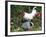 White Dorking Domestic Chicken Rooster / Cock Male, in Garden, USA-Lynn M. Stone-Framed Photographic Print