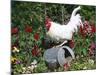 White Dorking Domestic Chicken Rooster / Cock Male, in Garden, USA-Lynn M. Stone-Mounted Photographic Print