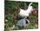 White Dorking Domestic Chicken Rooster / Cock Male, in Garden, USA-Lynn M. Stone-Mounted Photographic Print