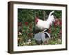 White Dorking Domestic Chicken Rooster / Cock Male, in Garden, USA-Lynn M. Stone-Framed Photographic Print