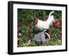 White Dorking Domestic Chicken Rooster / Cock Male, in Garden, USA-Lynn M. Stone-Framed Photographic Print