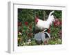 White Dorking Domestic Chicken Rooster / Cock Male, in Garden, USA-Lynn M. Stone-Framed Photographic Print