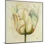 White Double Tulips I-Patricia Pinto-Mounted Art Print