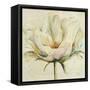 White Double Tulips II-Patricia Pinto-Framed Stretched Canvas
