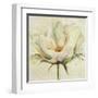 White Double Tulips II-Patricia Pinto-Framed Art Print