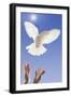 White Dove-null-Framed Photographic Print