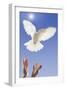 White Dove-null-Framed Photographic Print