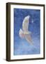 White Dove-Christo Monti-Framed Giclee Print