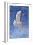 White Dove-Christo Monti-Framed Giclee Print