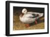 White Duck-Chris Vest-Framed Art Print