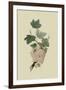 White Dutch Currant-William Hooker-Framed Art Print