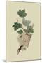 White Dutch Currant-William Hooker-Mounted Art Print