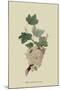 White Dutch Currant-William Hooker-Mounted Art Print