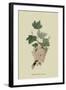 White Dutch Currant-William Hooker-Framed Art Print