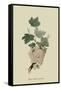 White Dutch Currant-William Hooker-Framed Stretched Canvas
