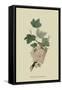 White Dutch Currant-William Hooker-Framed Stretched Canvas