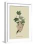 White Dutch Currant-William Hooker-Framed Art Print