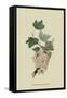 White Dutch Currant-William Hooker-Framed Stretched Canvas