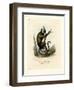 White-Eared Marmoset-null-Framed Giclee Print