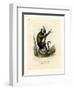 White-Eared Marmoset-null-Framed Giclee Print