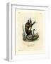 White-Eared Marmoset-null-Framed Giclee Print