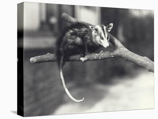 White-Eared Opossum on a Branch in London Zoo, December 1918-Frederick William Bond-Stretched Canvas