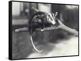 White-Eared Opossum on a Branch in London Zoo, December 1918-Frederick William Bond-Framed Stretched Canvas
