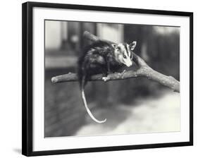 White-Eared Opossum on a Branch in London Zoo, December 1918-Frederick William Bond-Framed Photographic Print