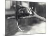 White-Eared Opossum on a Branch in London Zoo, December 1918-Frederick William Bond-Mounted Photographic Print