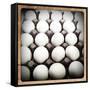 White Eggs in a Carton-pablo guzman-Framed Stretched Canvas