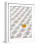 White Eggs, Lying on Their Sides, One Opened-Klaus Arras-Framed Premium Photographic Print