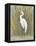 White Egret I-Tim OToole-Framed Stretched Canvas