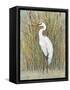 White Egret I-Tim OToole-Framed Stretched Canvas