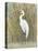 White Egret I-Tim OToole-Stretched Canvas