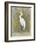 White Egret I-Tim OToole-Framed Art Print