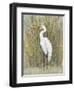 White Egret I-Tim OToole-Framed Art Print