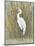 White Egret I-Tim OToole-Mounted Art Print