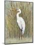 White Egret I-Tim OToole-Mounted Art Print