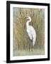 White Egret I-Tim OToole-Framed Art Print