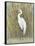 White Egret I-Tim OToole-Framed Stretched Canvas