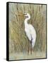 White Egret I-Tim OToole-Framed Stretched Canvas