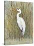 White Egret I-Tim OToole-Stretched Canvas