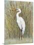 White Egret I-Tim OToole-Mounted Art Print