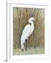 White Egret II-Tim OToole-Framed Art Print